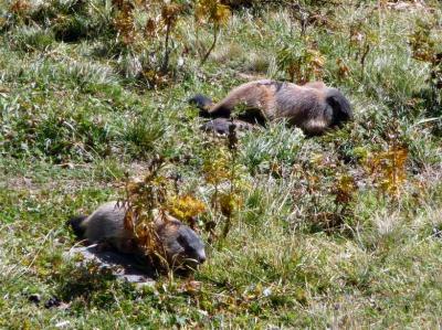 Z 09-10 Similaun 044